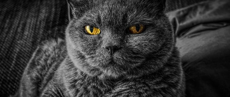 gastrite chez le chat